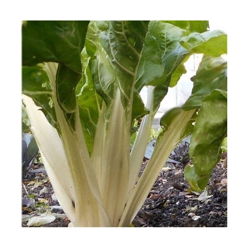 poirée verte à carde blanche