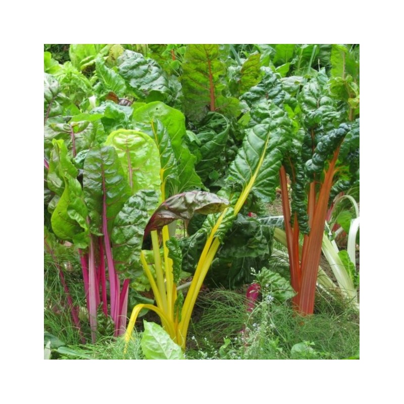 Poirée (bette ou blette) Bright Lights