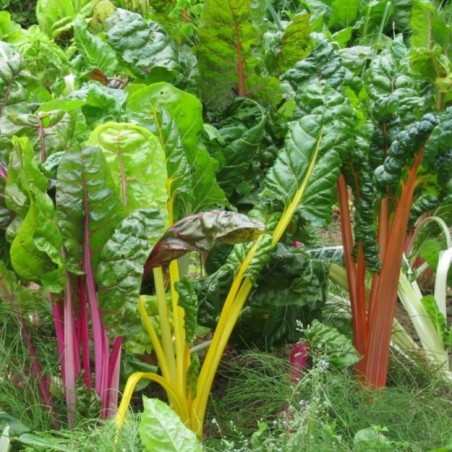 Poirée (bette ou blette) Bright Lights