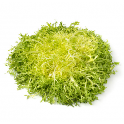 Chicorée Frisée de St Laurent