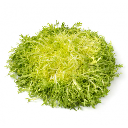 Chicorée Frisée de St Laurent