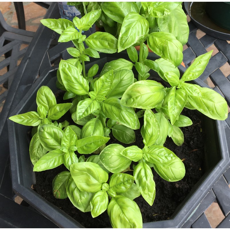 Basilic Grand Vert