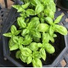 Basilic Grand Vert