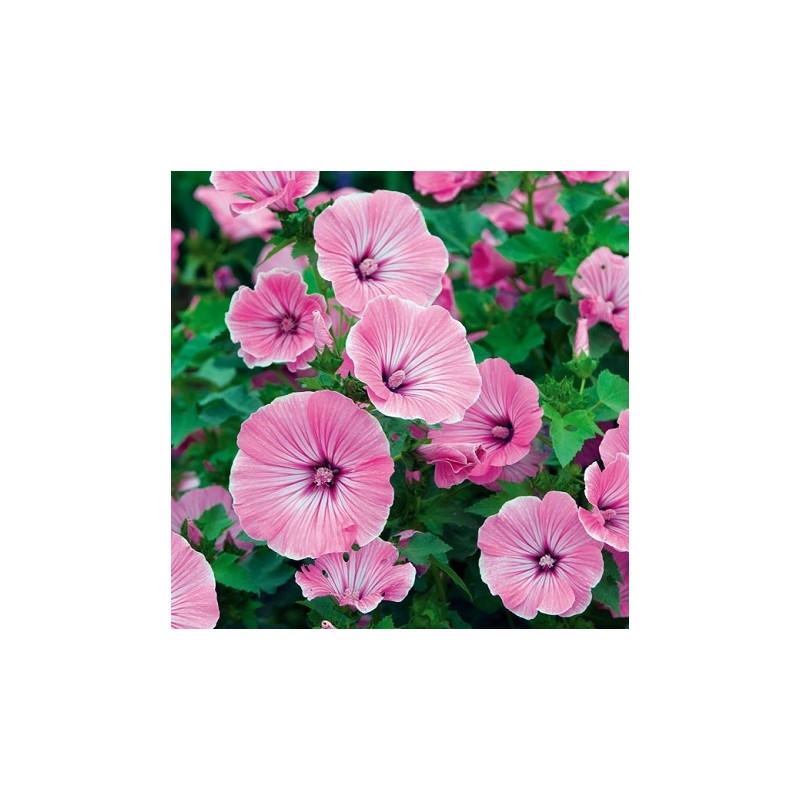 Lavatère Rose