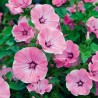 Lavatère Rose