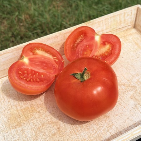 Tomate Saint Pierre