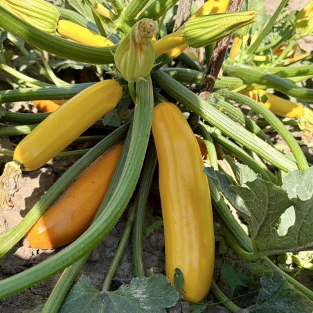 Courgette Lingodor  F1
