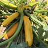 Courgette Lingodor  F1