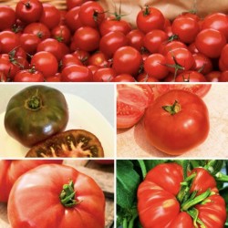 Collection Tomates