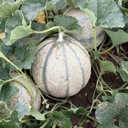 Melon Charentais