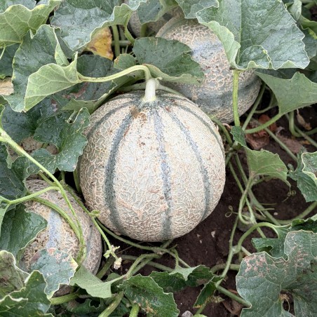 Melon Charentais