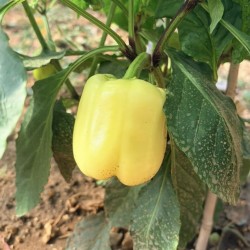 Poivron White Bell