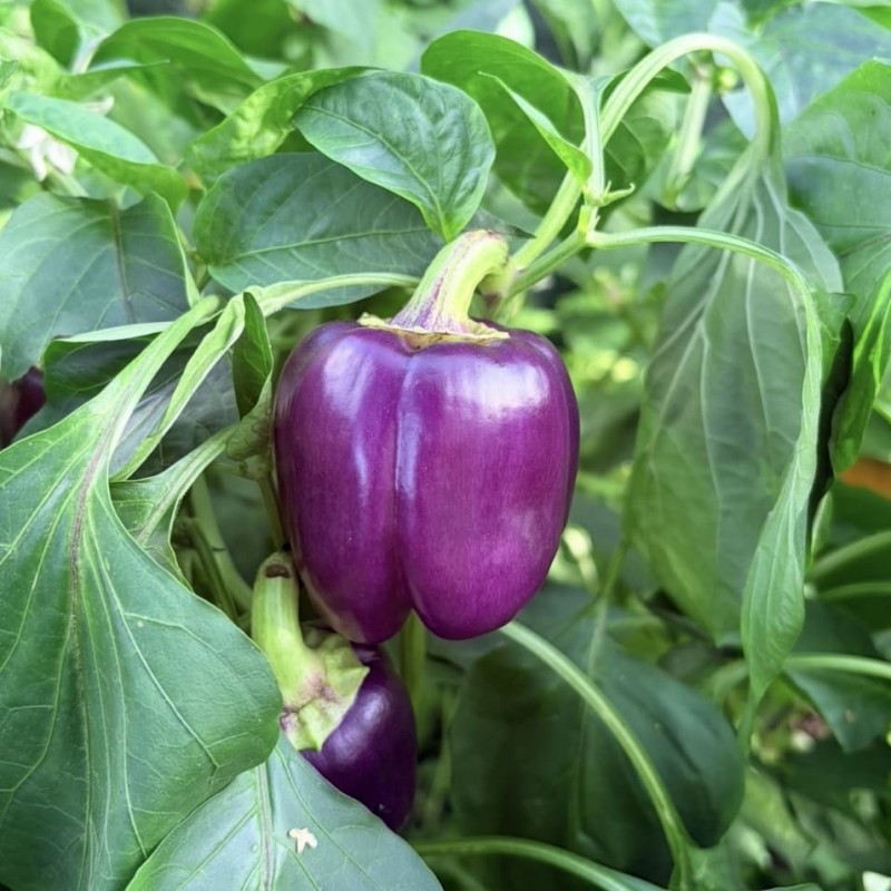 Poivron Purple Bell