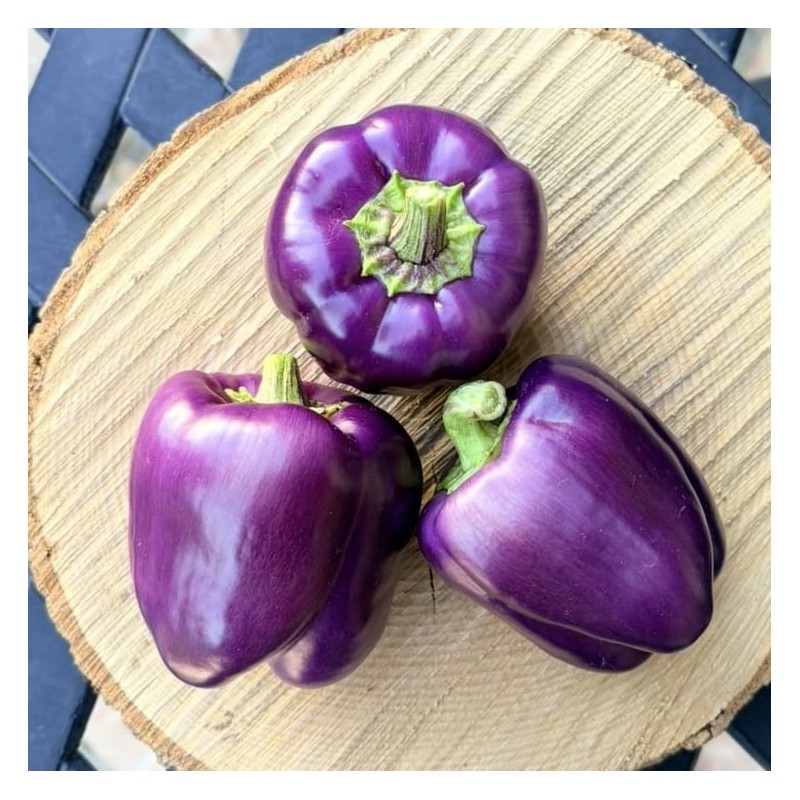 Poivron Purple Bell