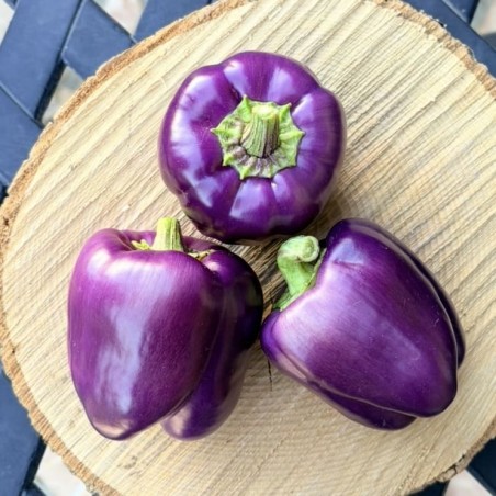 Poivron Purple Bell