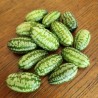 Concombre Melon (Mélothria Scabra)