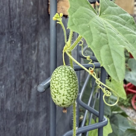 Concombre Melon (Mélothria Scabra)
