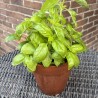 Basilic Grand Vert - 5 napperons