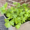 persil commun - plat