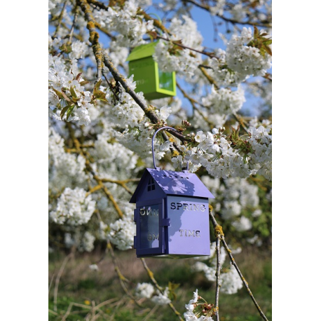 LANTERNE MAISONNETTE ( violet )