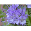 PHACELIA