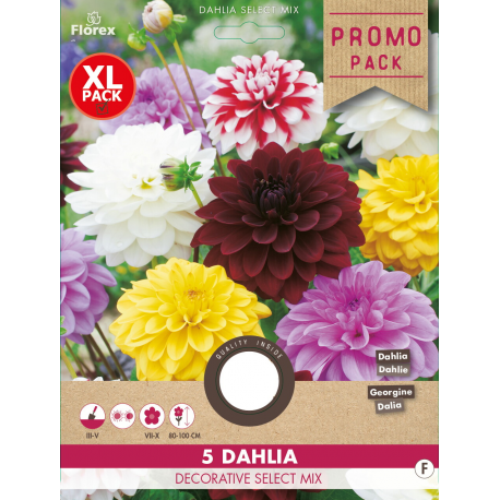 Dahlias décoratifs en mélange