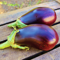 Aubergine Baluröi  F1