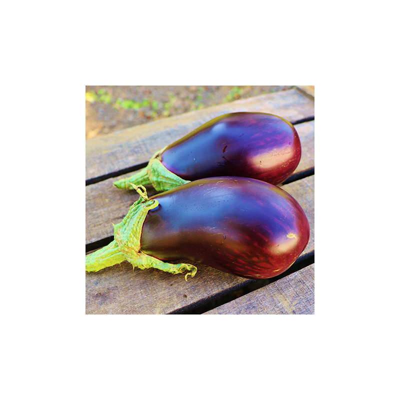 Aubergine Baluröi  F1