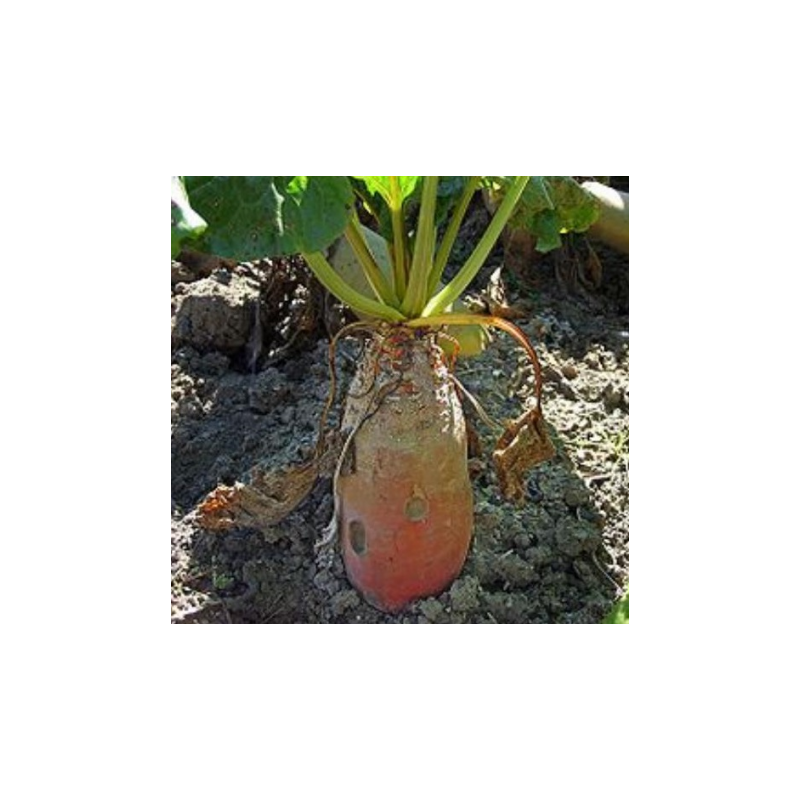 Betterave fourragère