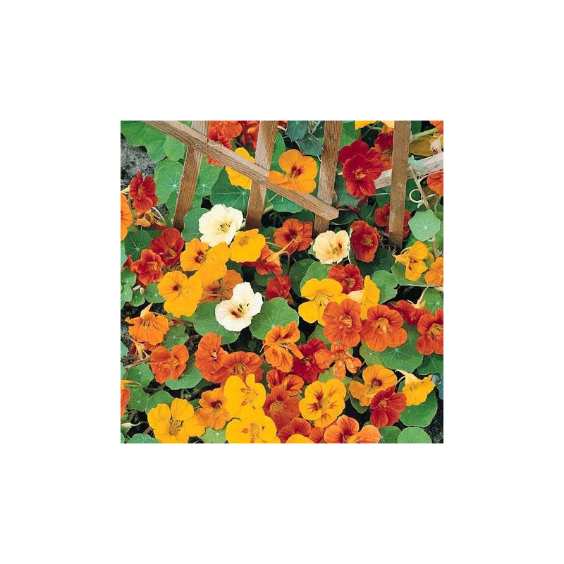 Capucine Grimpante Loob Variée