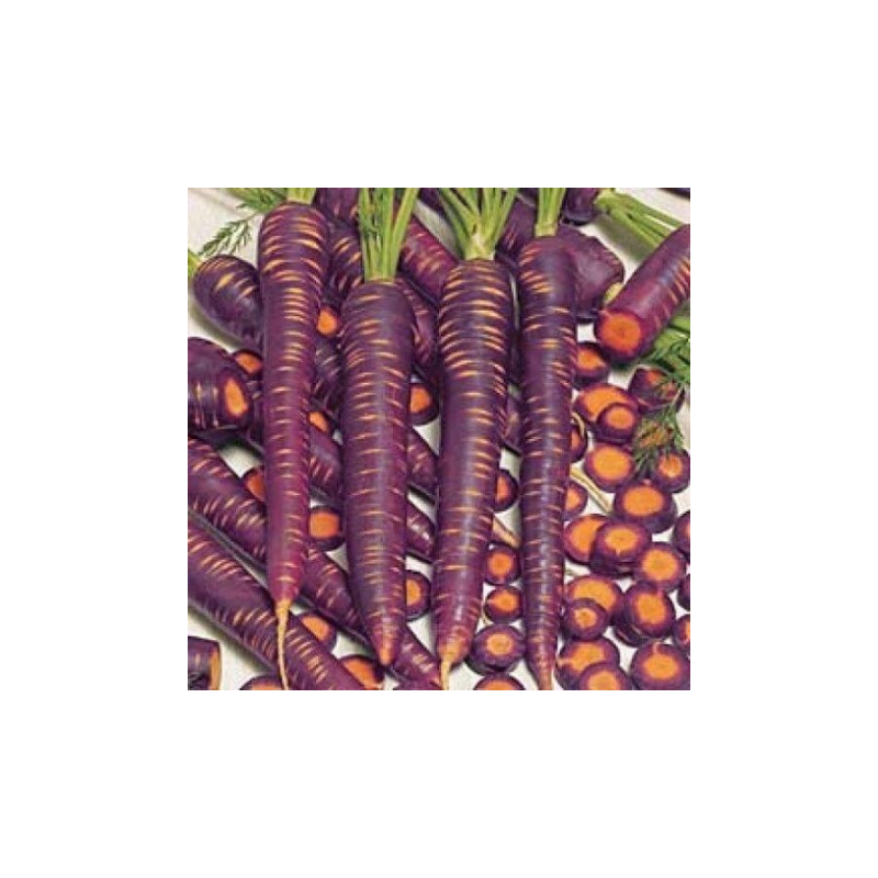 Carotte Purple Elite Hybride F1