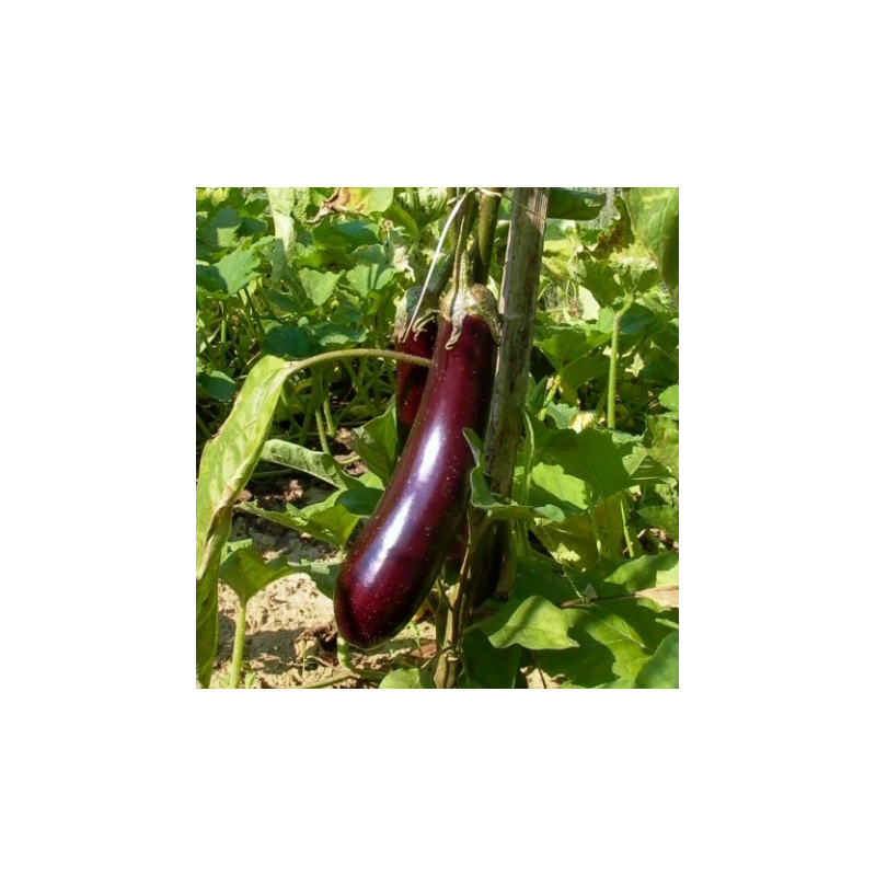 Aubergine Longue Violette de Barbentane
