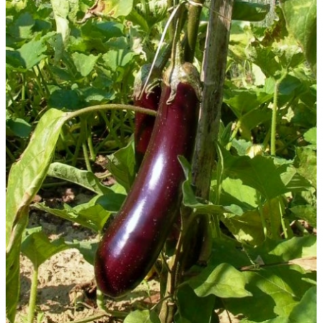 Aubergine Longue Violette de Barbentane