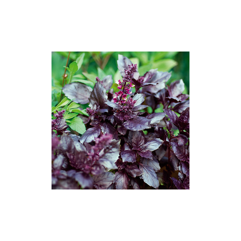 basilic pourpre