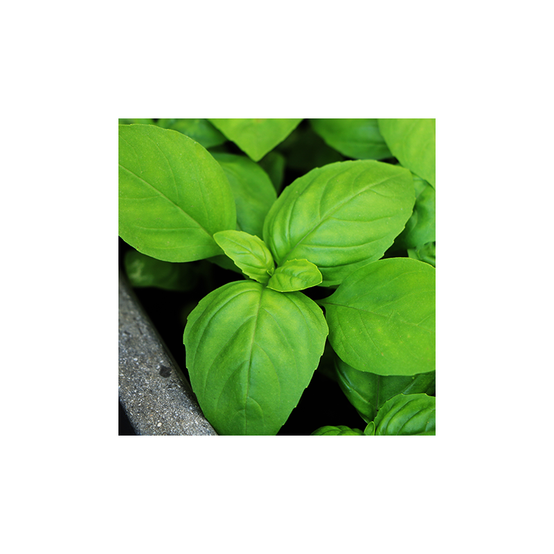 basilic grand vert