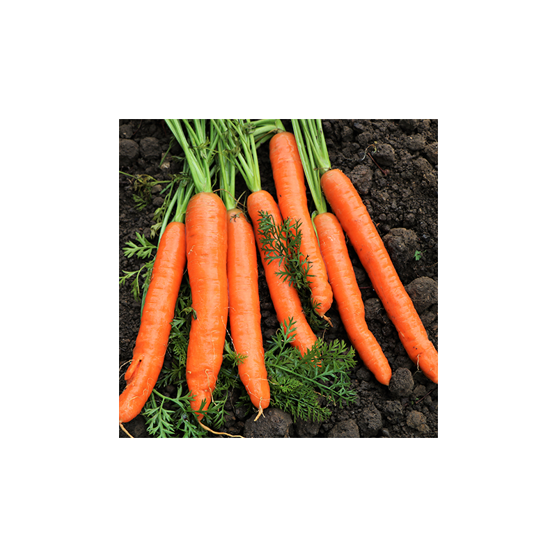 Carotte de Colmar à coeur rouge 2