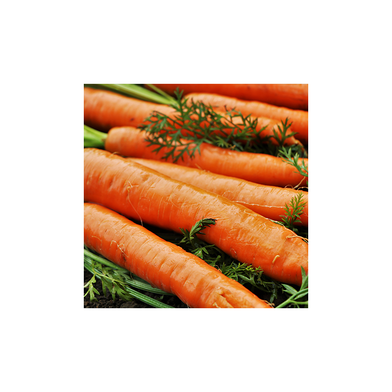 Carotte Nantaise Améliorée 2