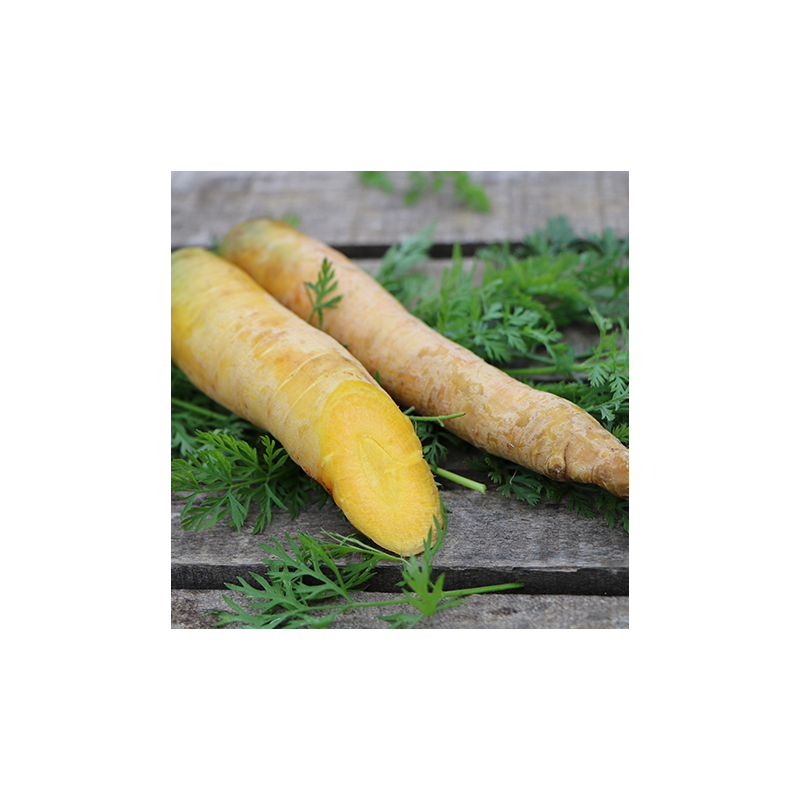 Carotte Jaune Obtuse du Doubs