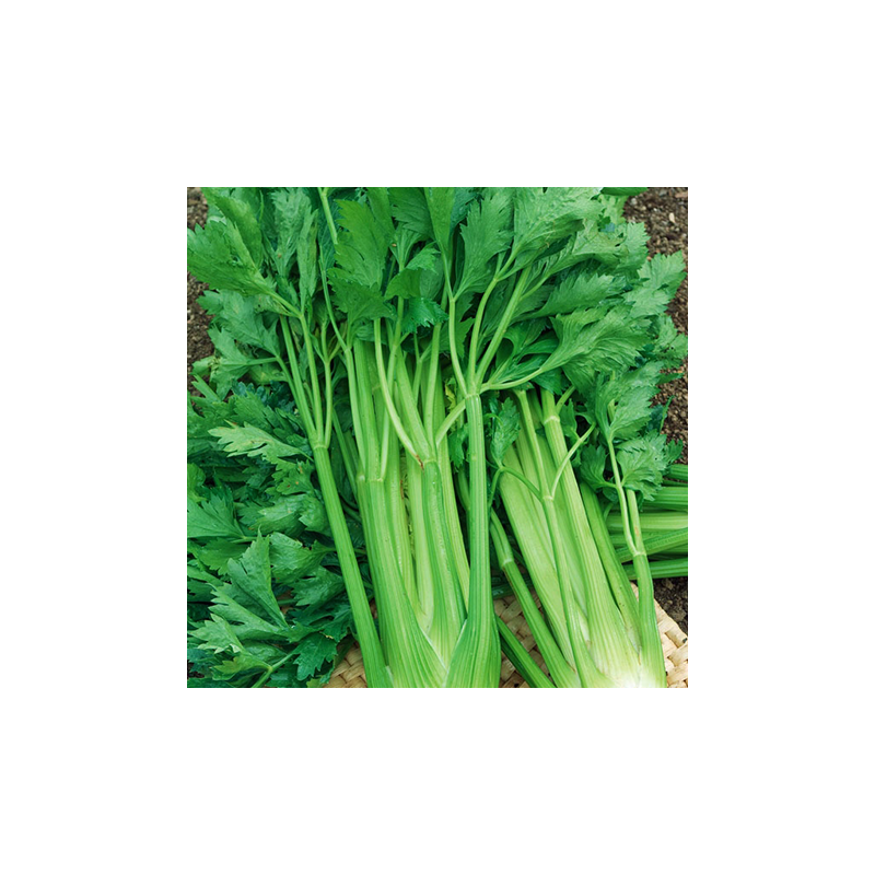 Céléri Branche d'Elne