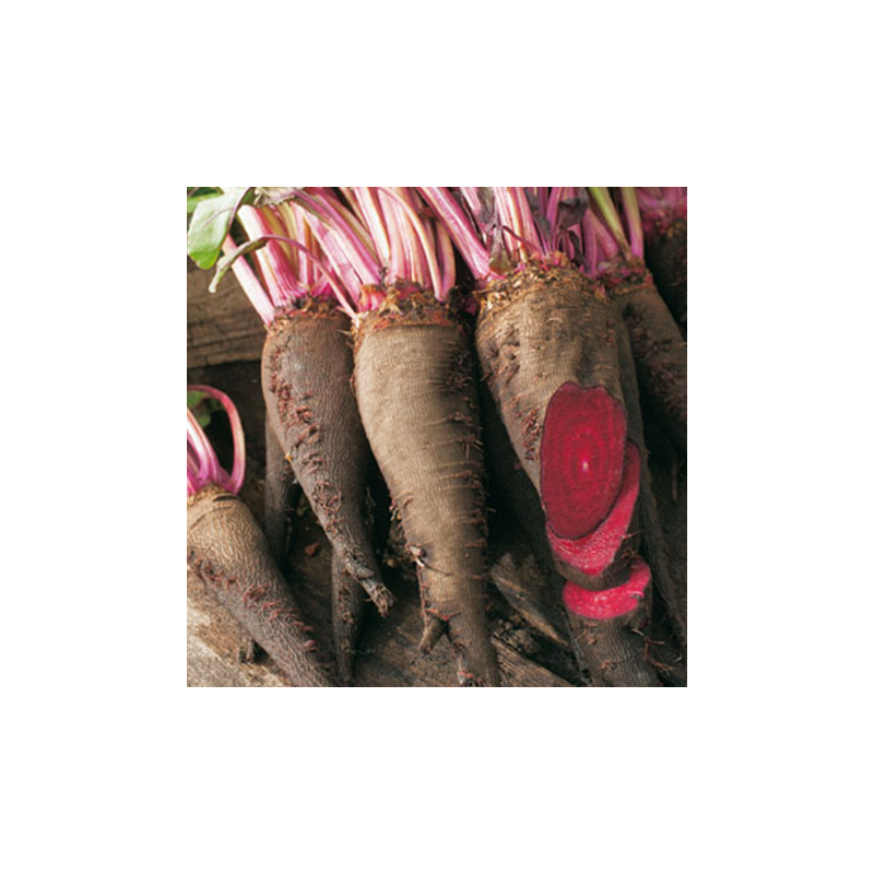 Betterave Potagère Crapaudine