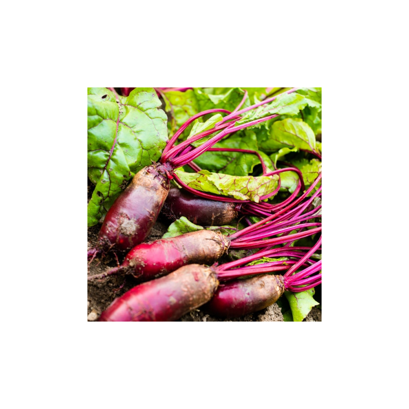 Betterave potagère cylindra