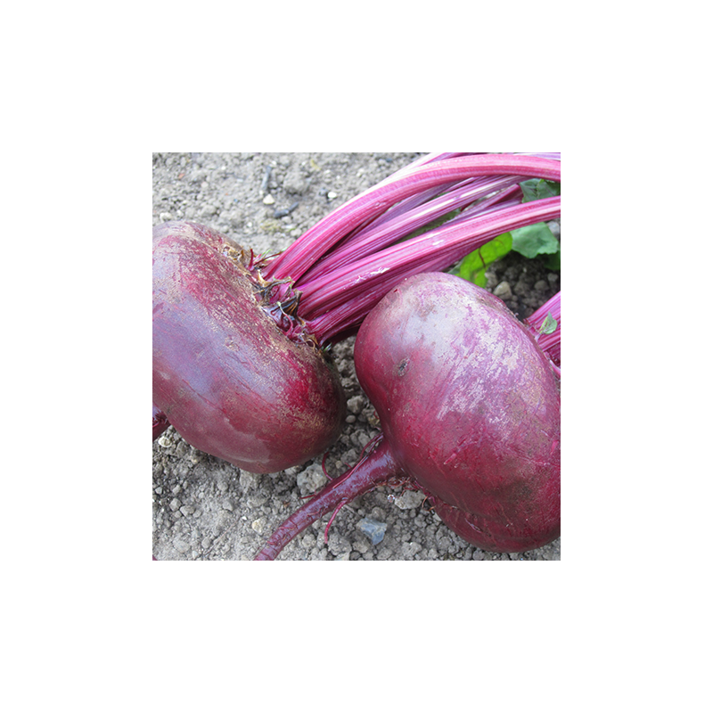 Betterave noire d'Egypte