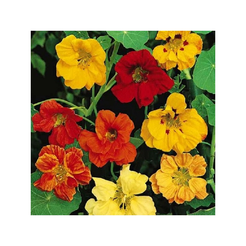 Capucine Naine Tom Pouce Variée