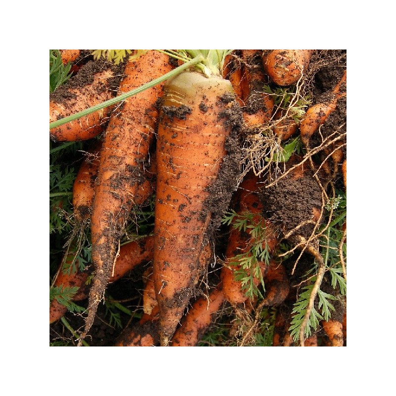 Carotte longue de Saint Valéry