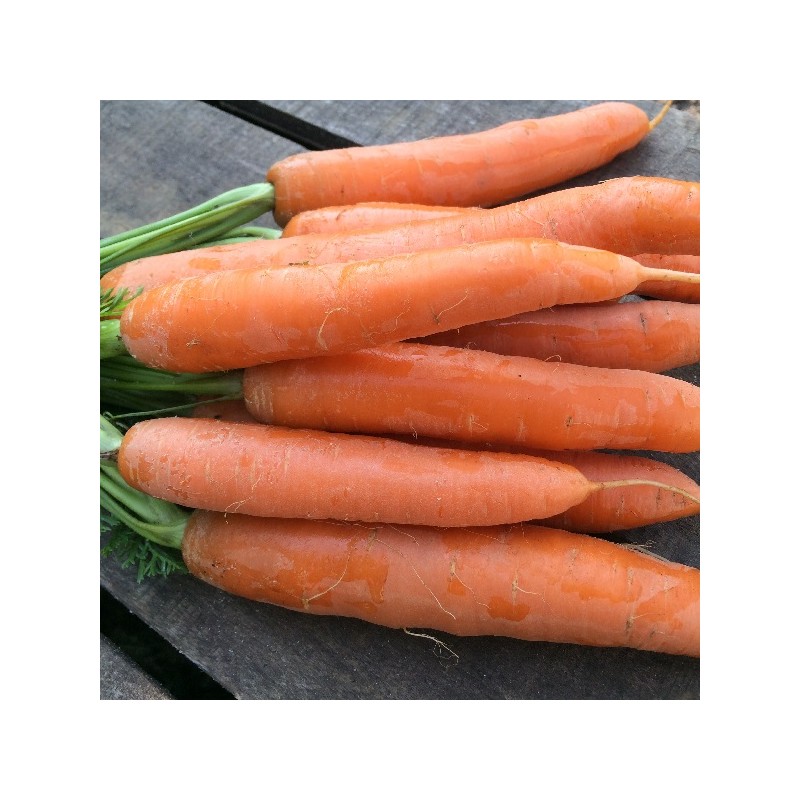 Carotte Nantaise Tip Top
