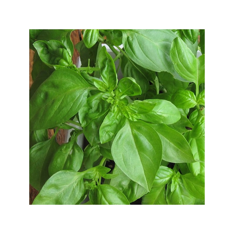 basilic genovese