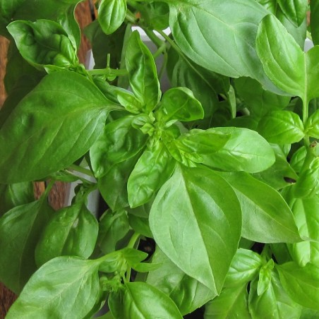 basilic genovese