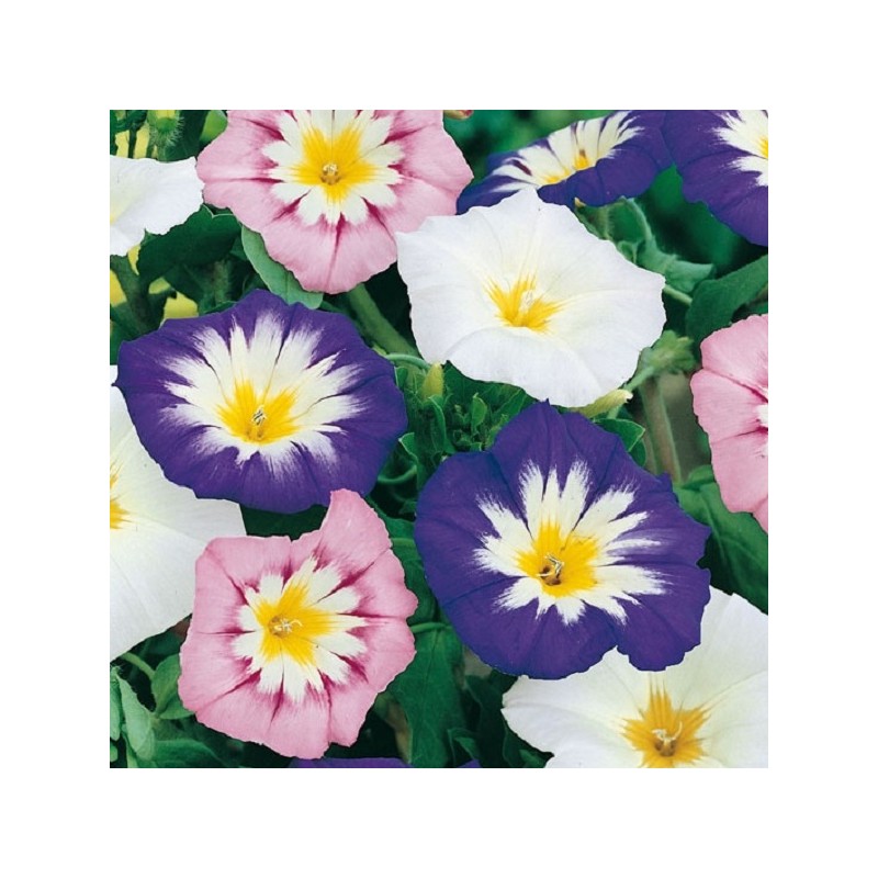 Belle de Jour variée