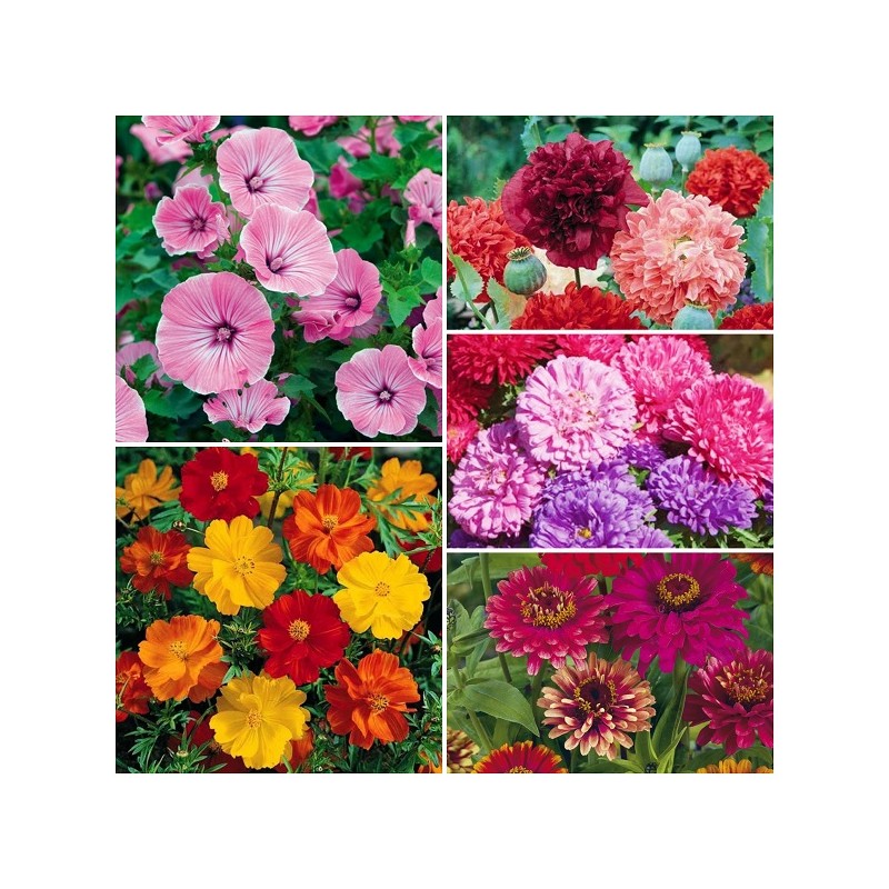 Collection  Graines de Fleurs