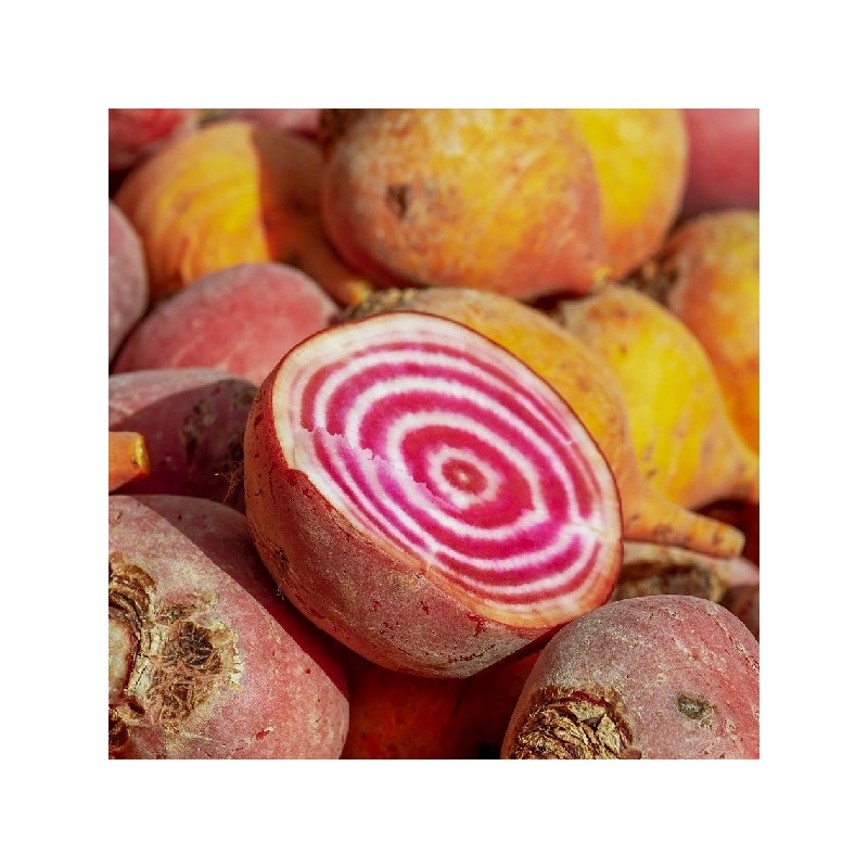 Betterave Potagère Chioggia